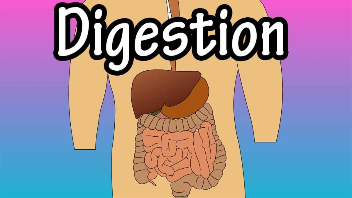 Top 4 Digestion Problem Solution, Symptoms, Home Remedies, Causes